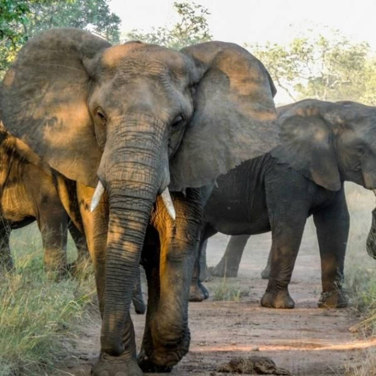 GoEco South Africa - Big Five & Endangered Species Reserv