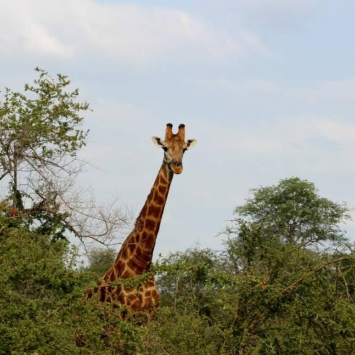 GoEco South Africa - Big Five & Endangered Species Reserv