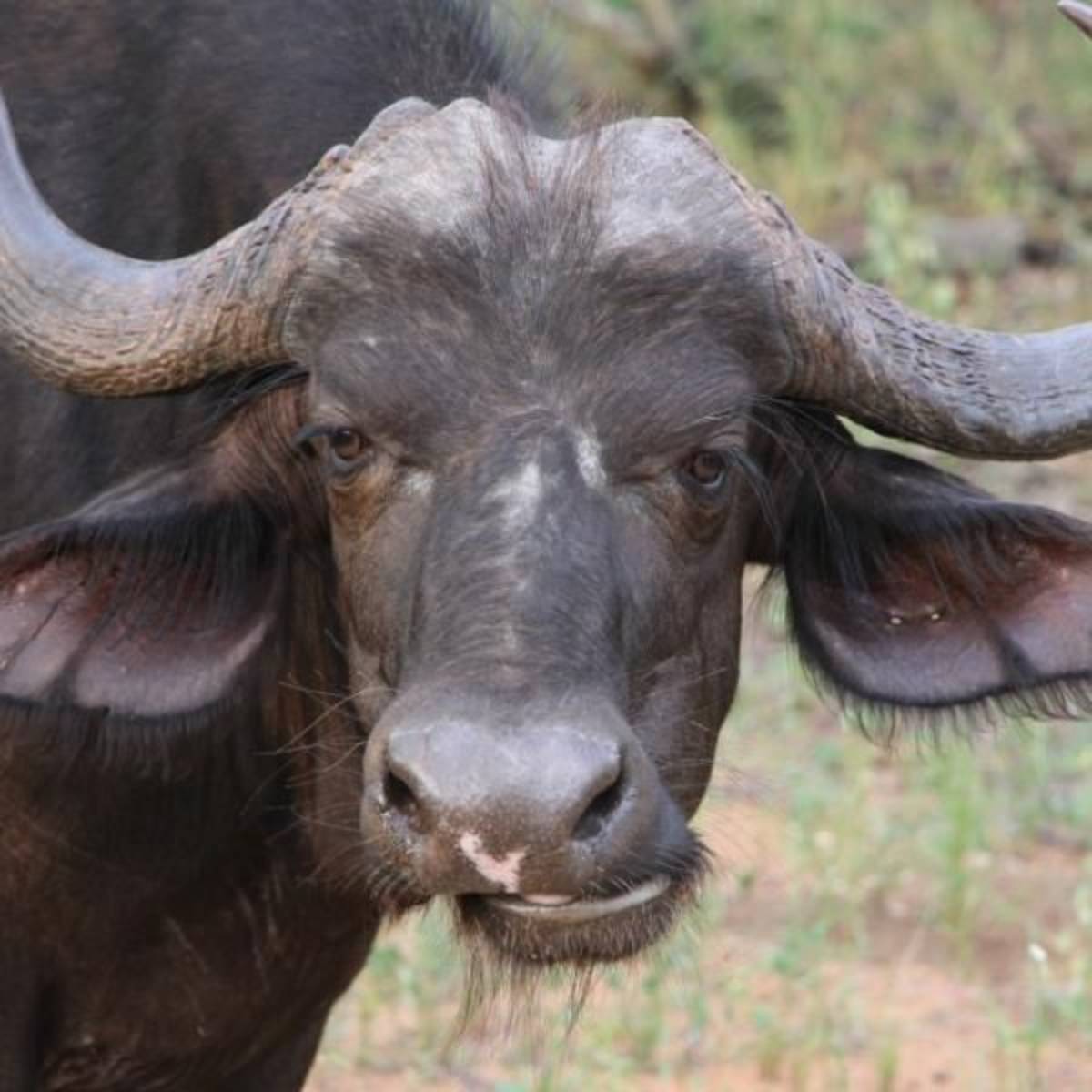 GoEco South Africa - Big Five & Endangered Species Reserv