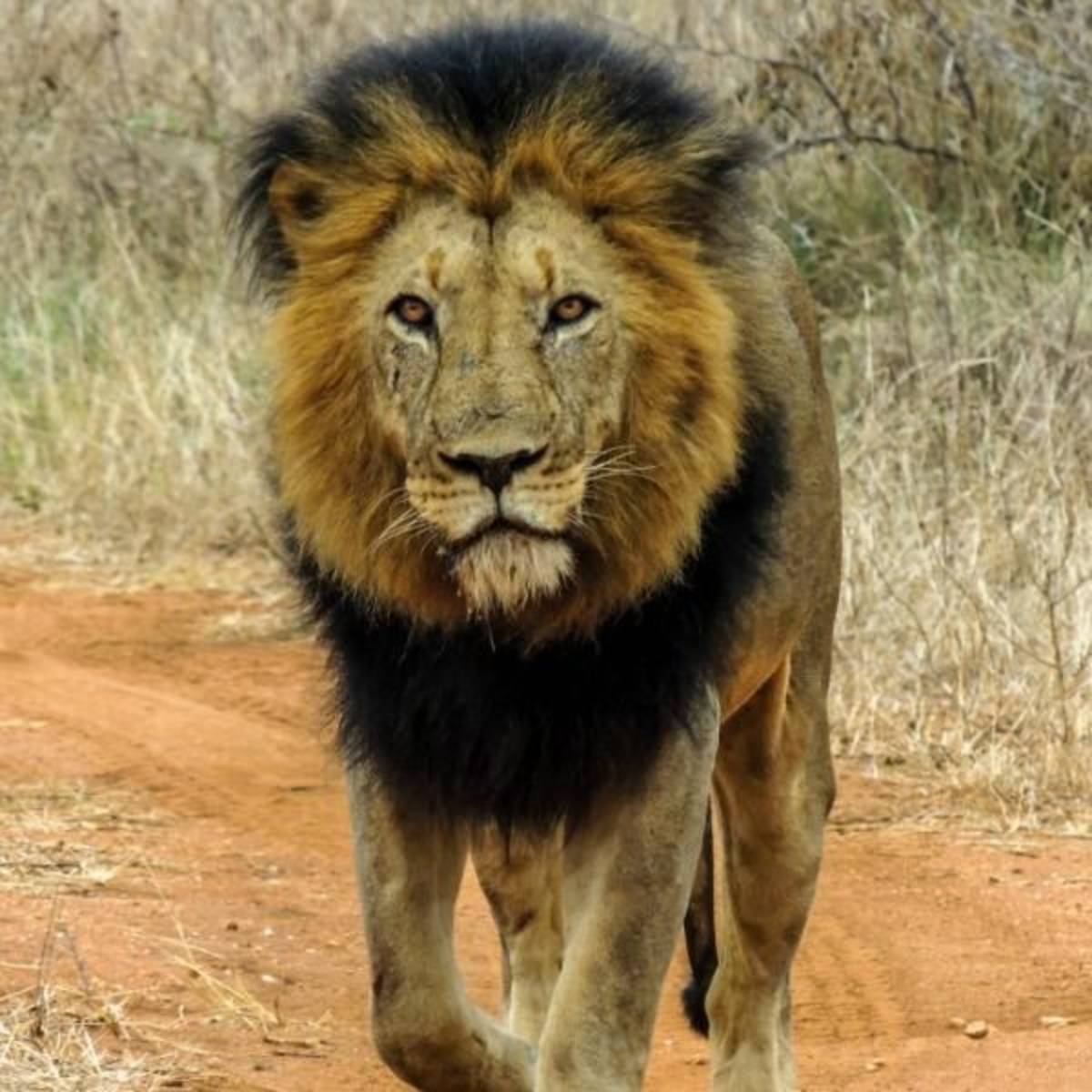 GoEco South Africa - Big Five & Endangered Species Reserv