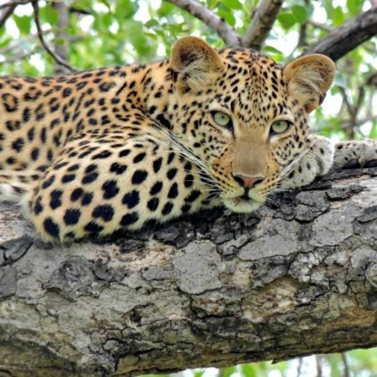 GoEco South Africa - Big Five & Endangered Species Reserv