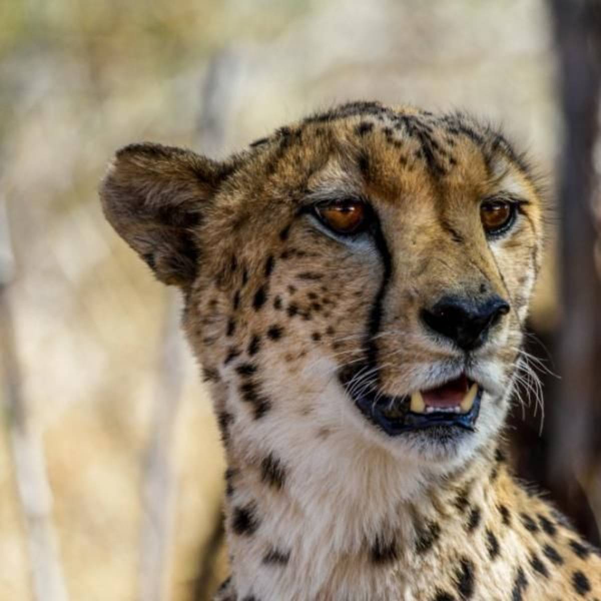 GoEco South Africa - Big Five & Endangered Species Reserv