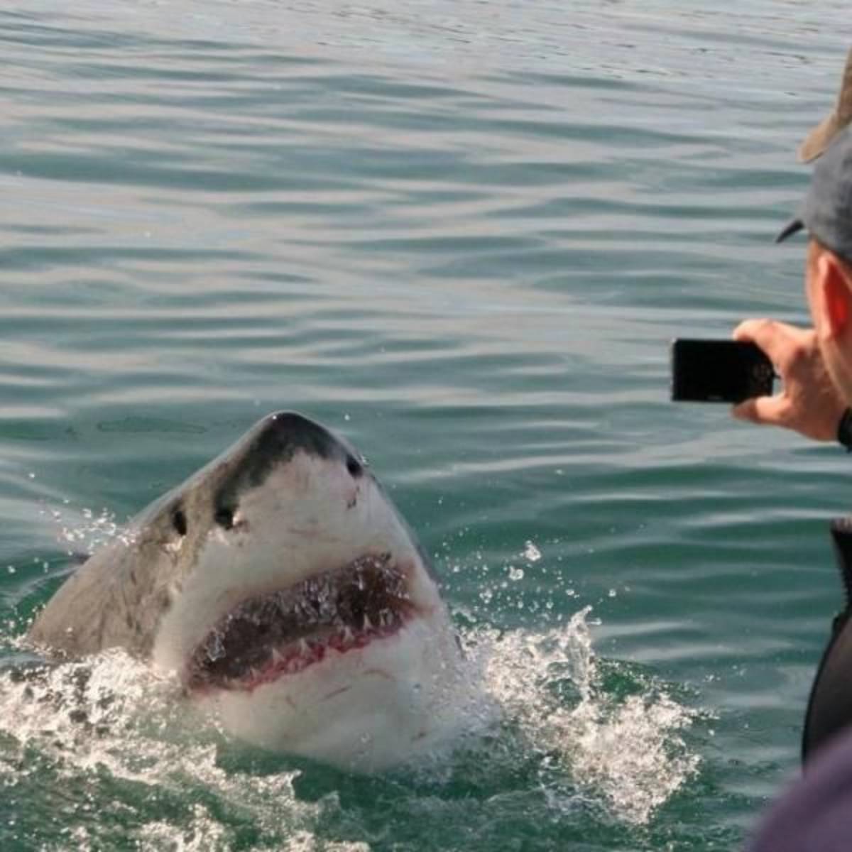 GoEco South Africa - Great White Shark Conservation