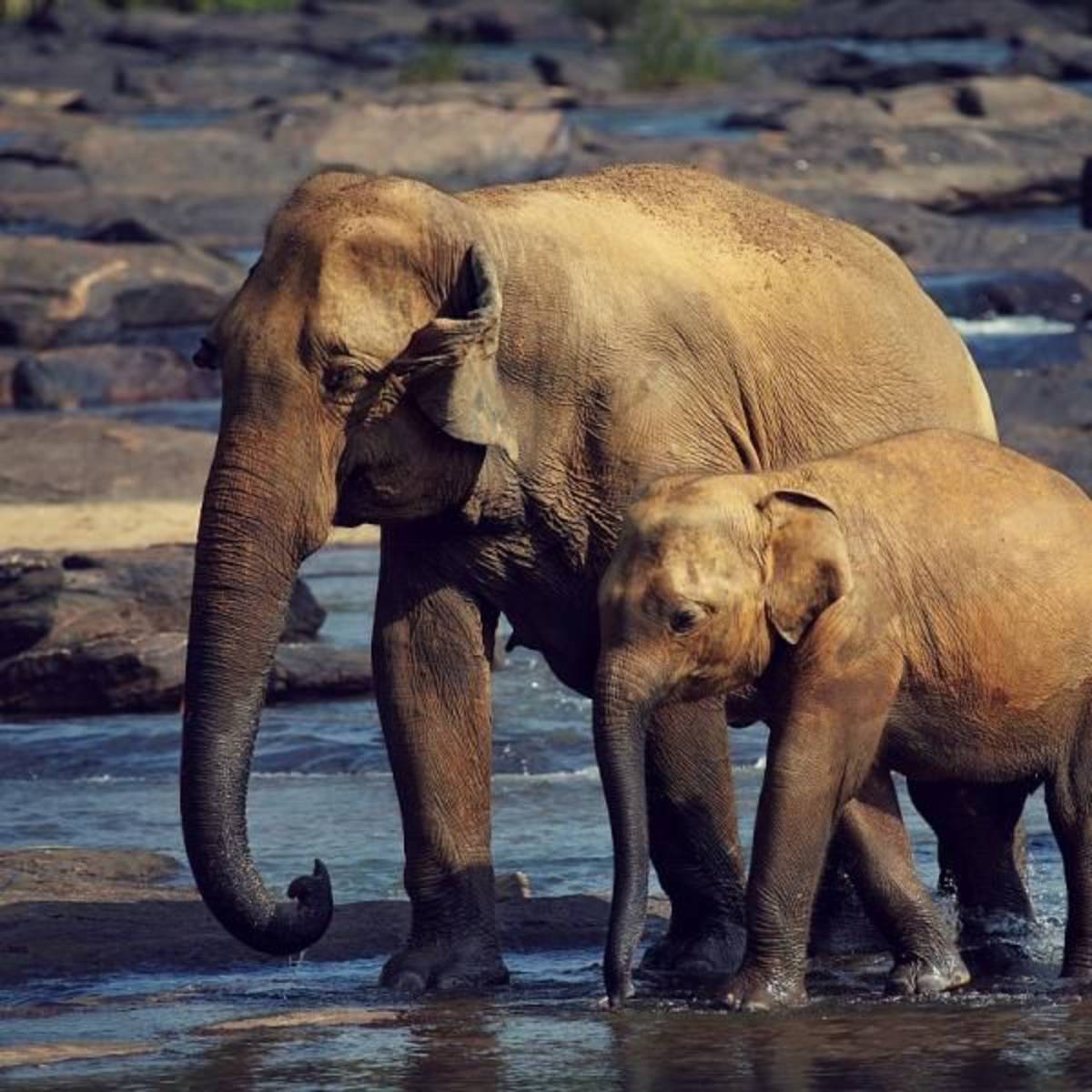 Elephant conservation Sri Lanka