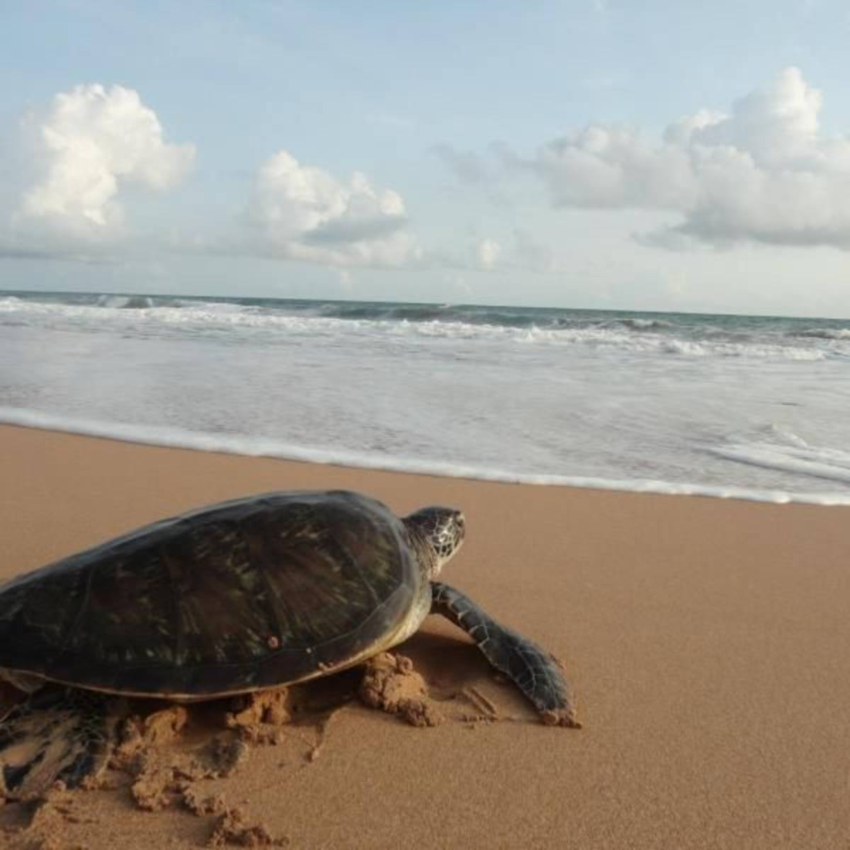Sea Turtle Conservation in Sri Lanka