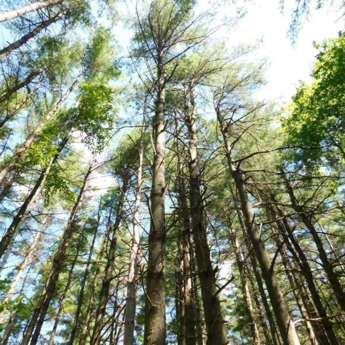 Tall Trees