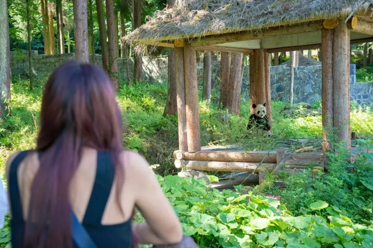 Student looks at panda