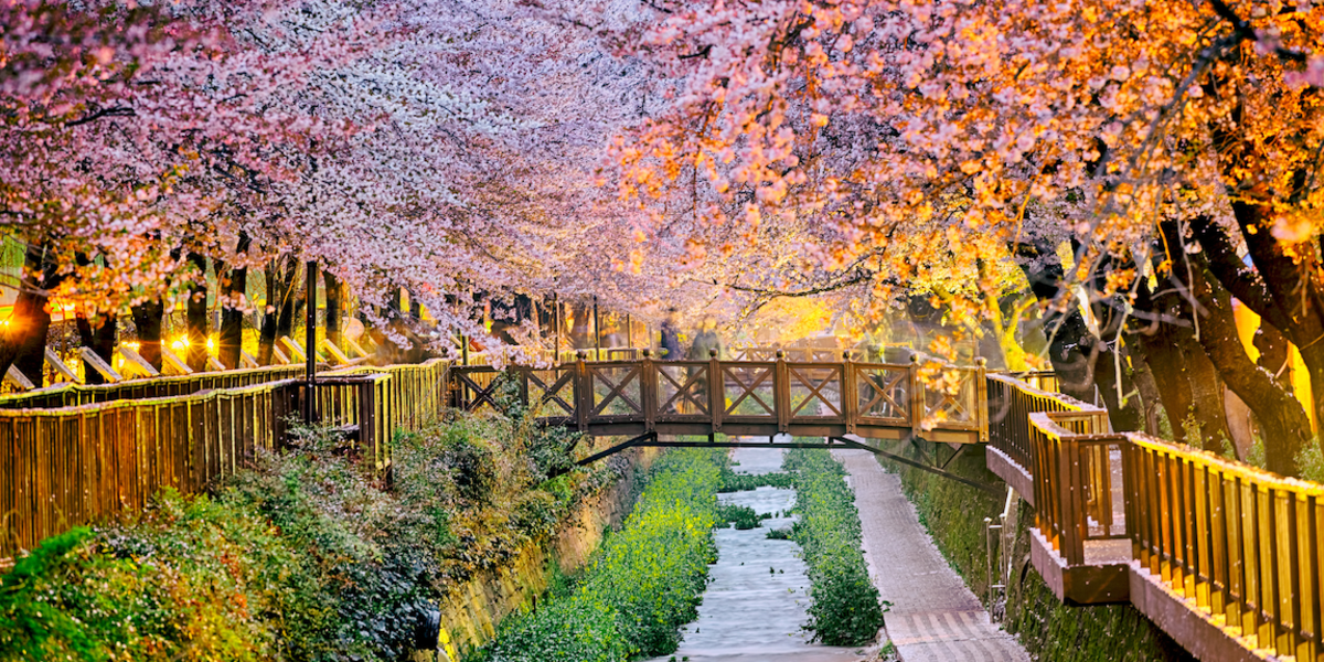 Study Abroad in South Korea (Dong-A University)