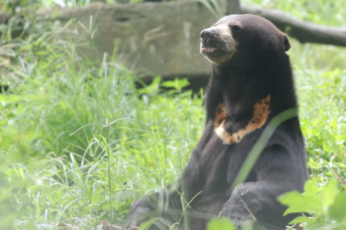 Sun Bear