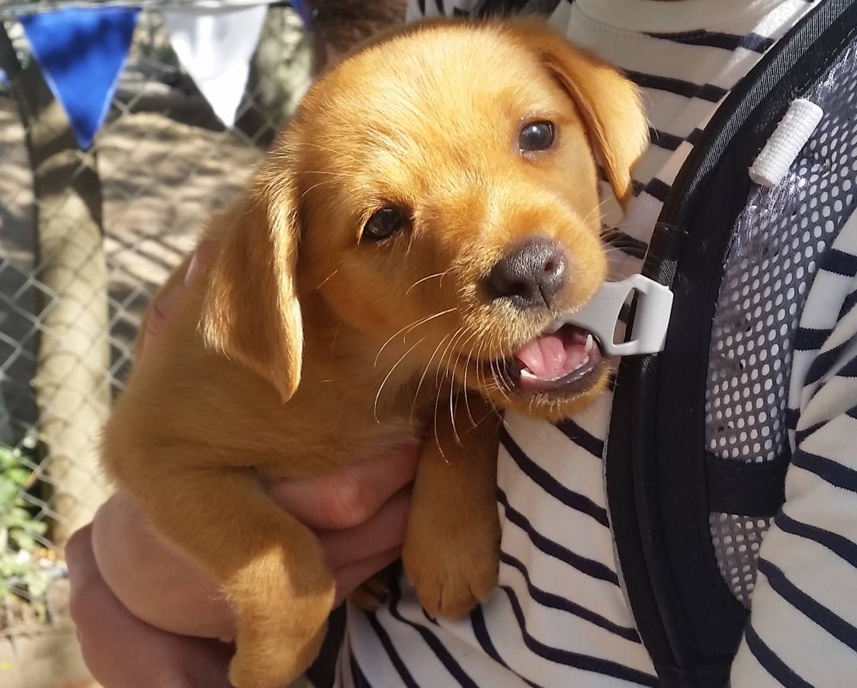 The Animal Rescue Project in South Africa