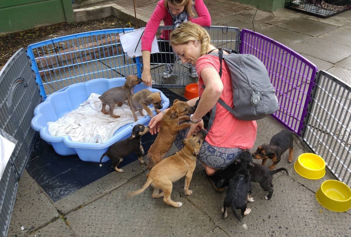 The Animal Rescue Project in South Africa