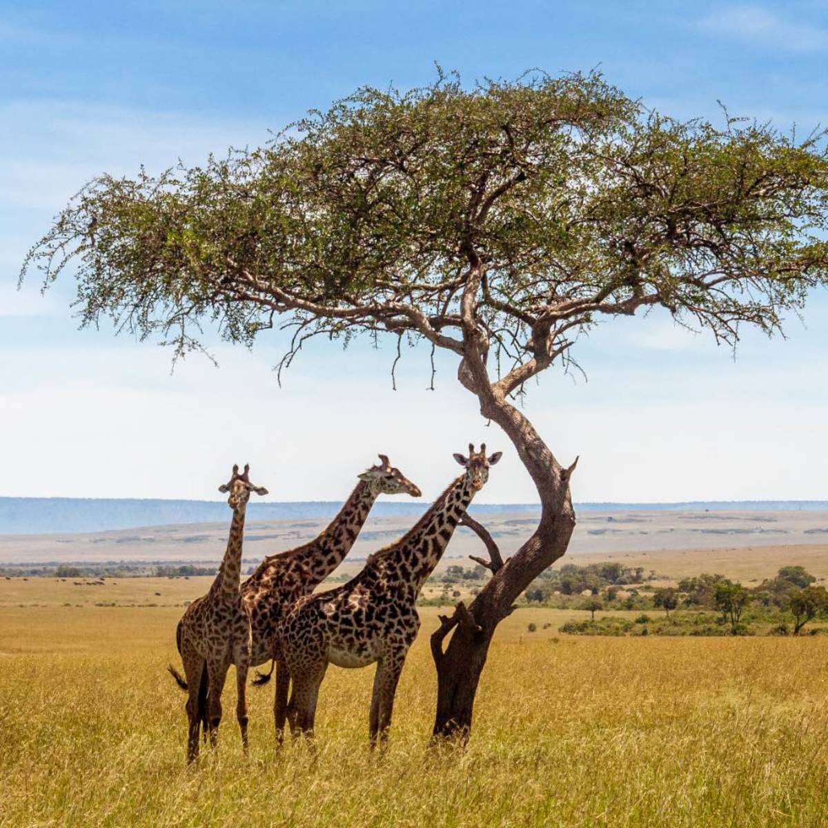 Three giraffes next to a tree in a savannah