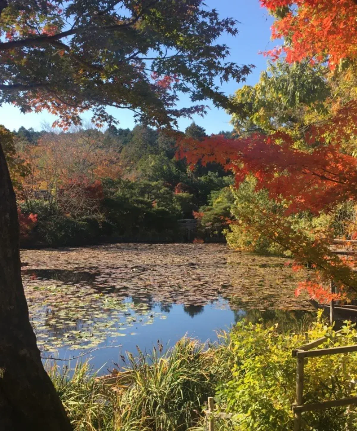 Trees in Japan
