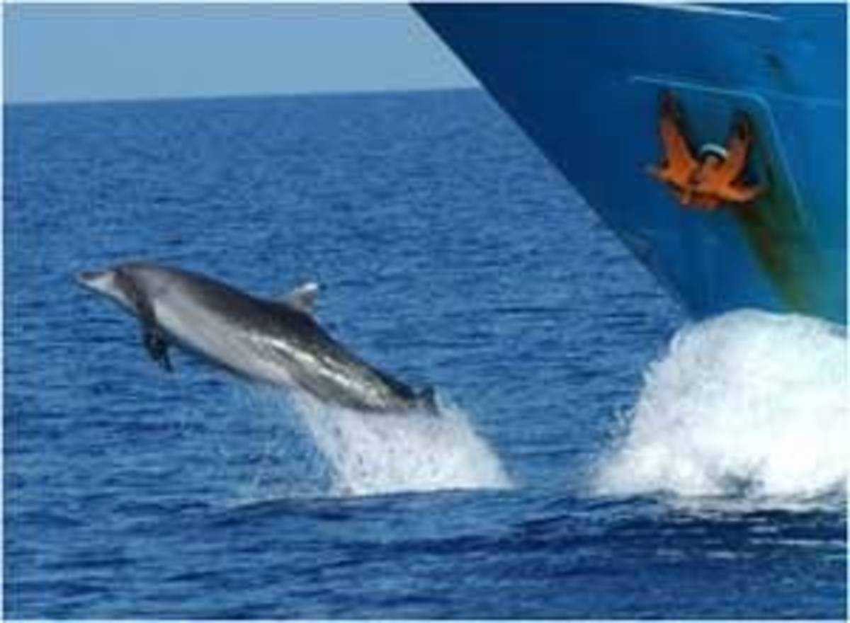 GoEco Italy - Dolphin and Marine Research