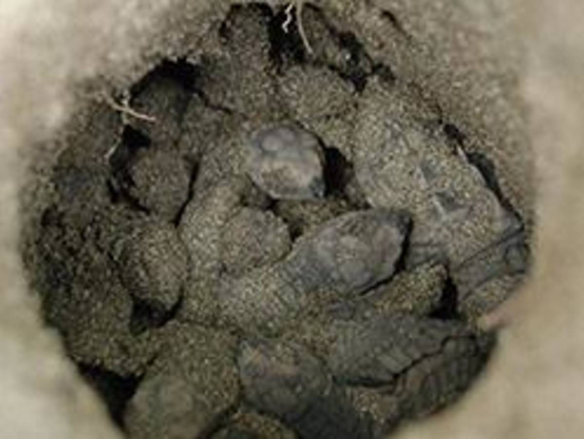 Turtle Conservation Program in Costa Rica with Love Volunteers!