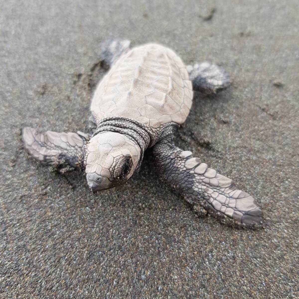 Turtle Conservation Program in Costa Rica