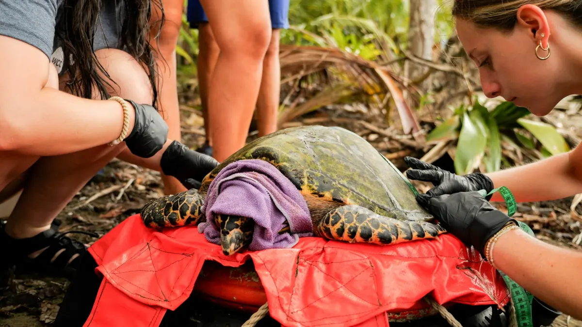 Turtle-measuring-scaled