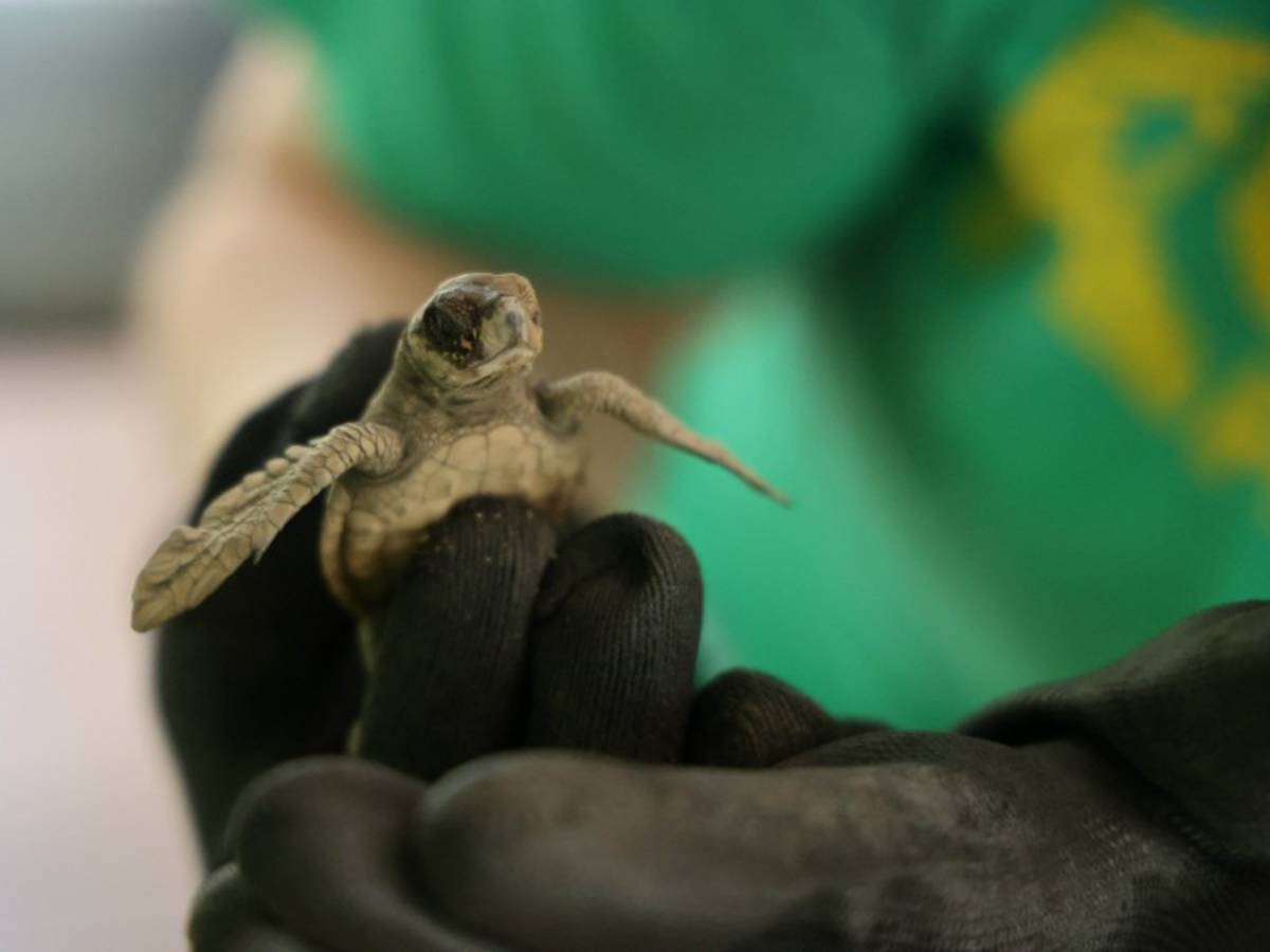 Turtle
