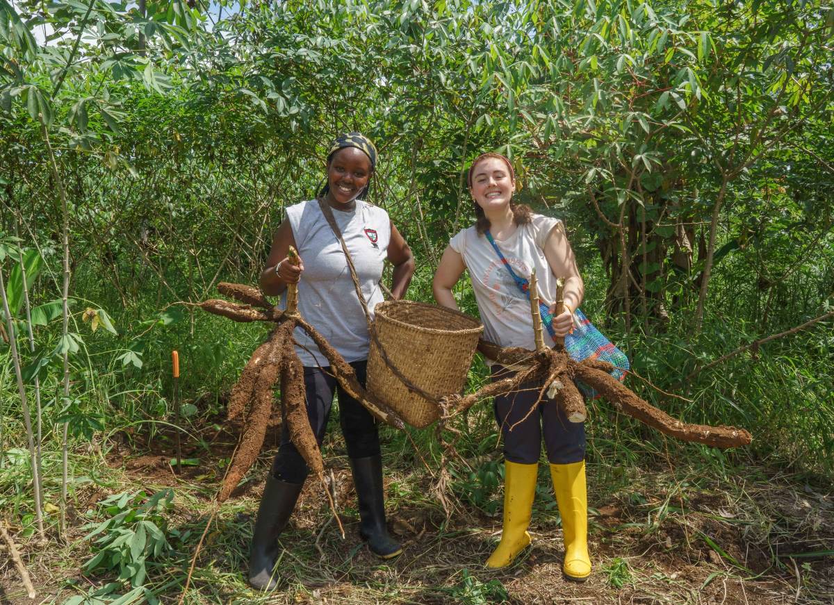 Two girls harvest yuca.