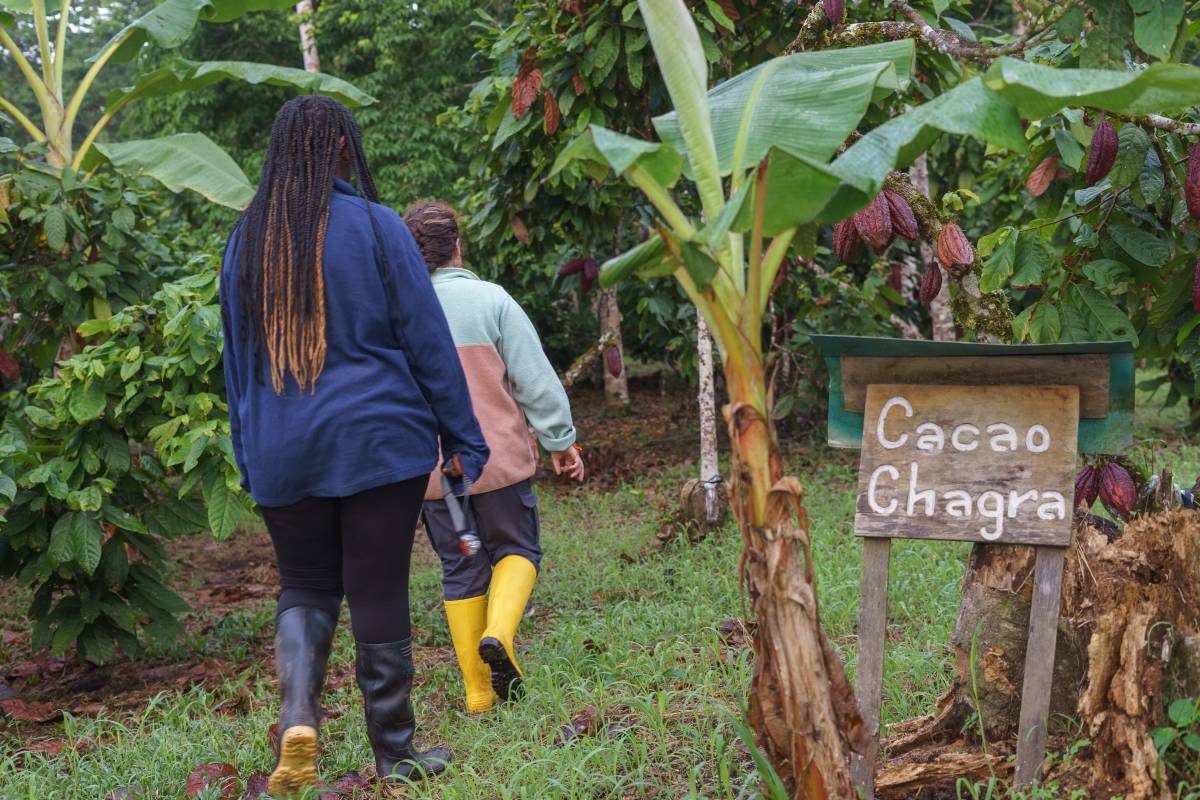 Two girls walk into cacao trees.