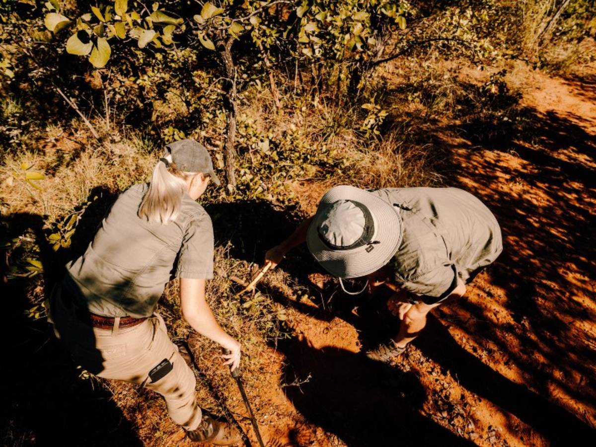 Two guides examining tracks on a dirt path in Kruger on a Penda Photo Tour
