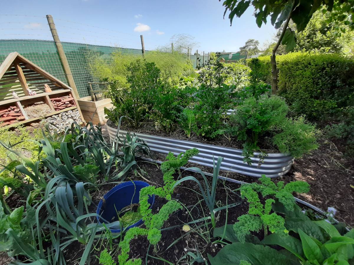 Urban Farming Internship