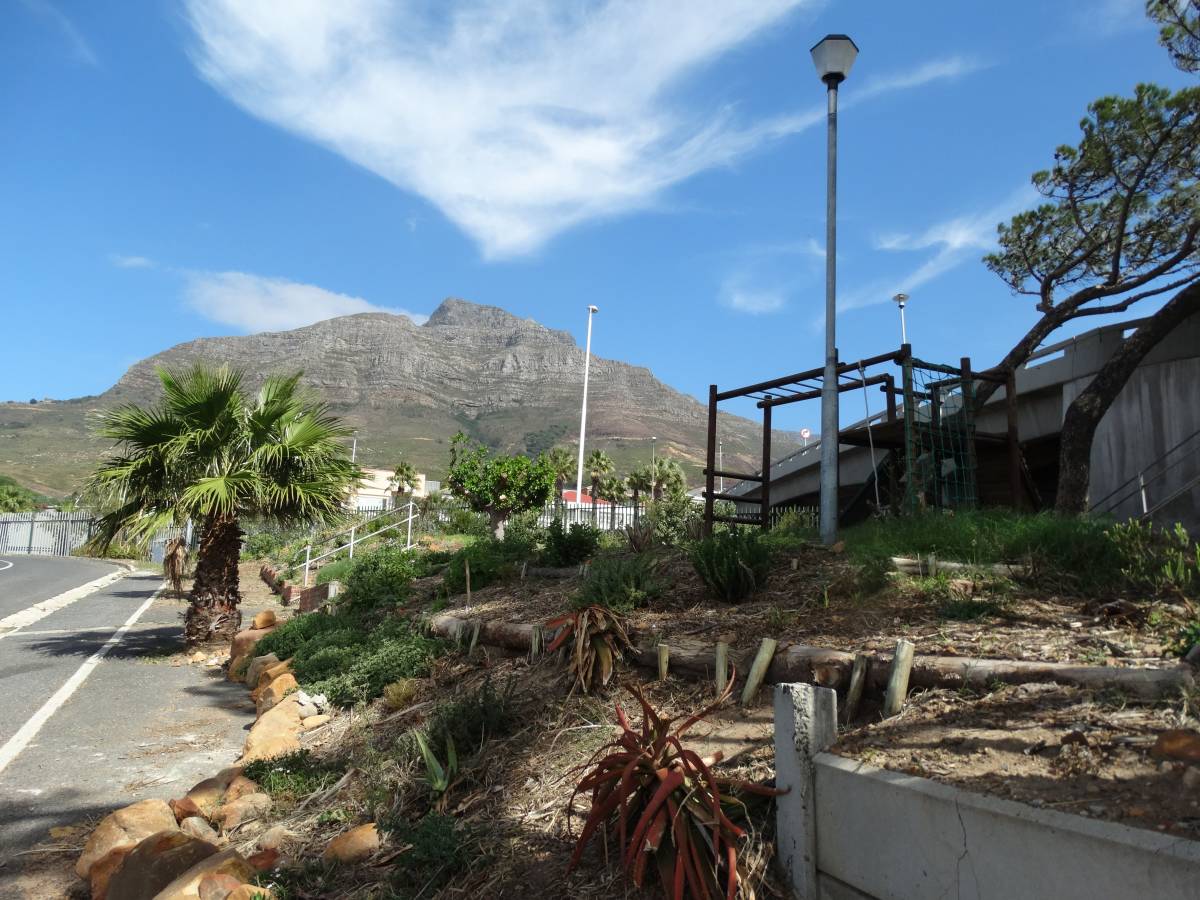 Urban gardening in Cape Town