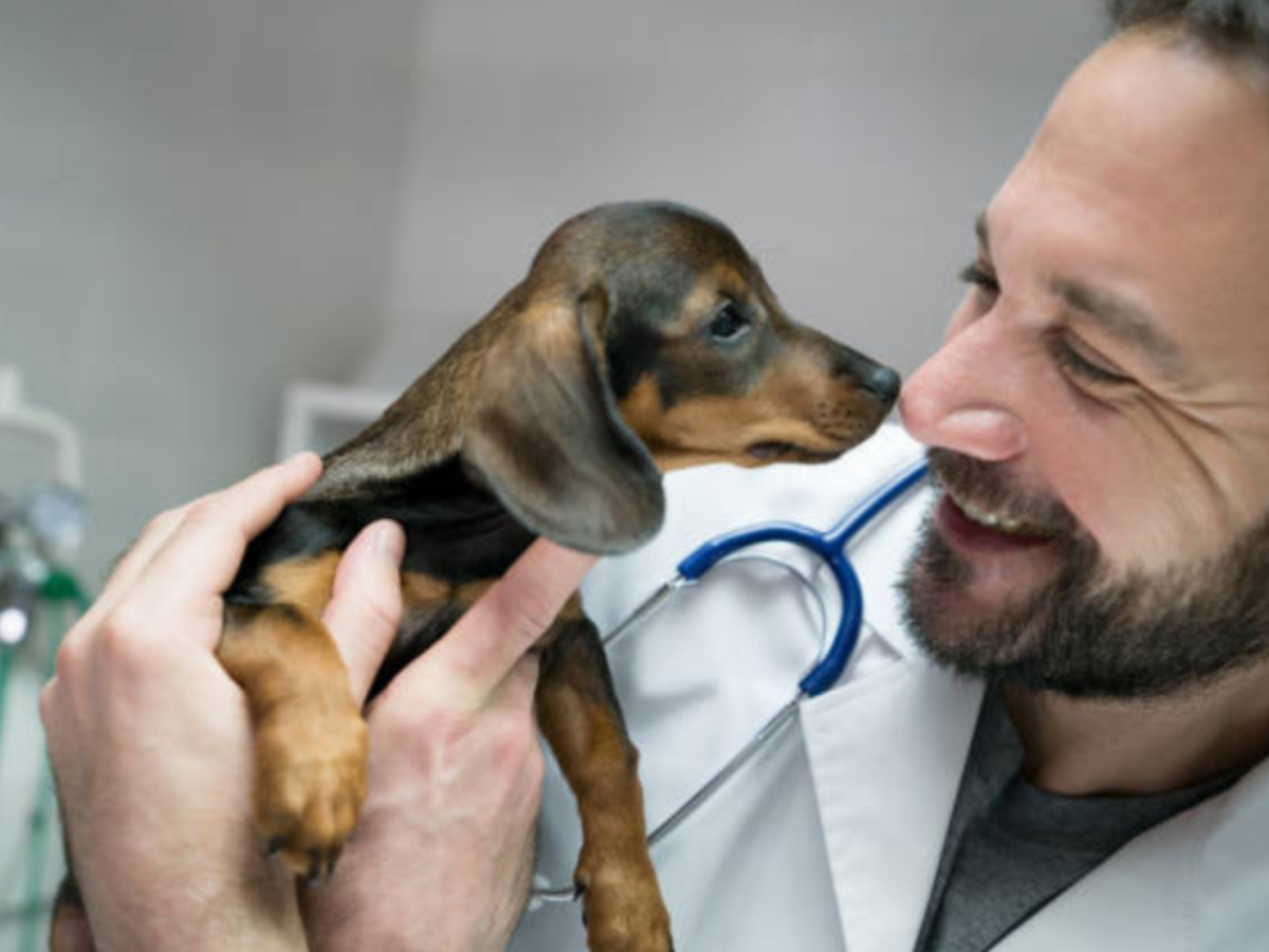Veterinary Internship