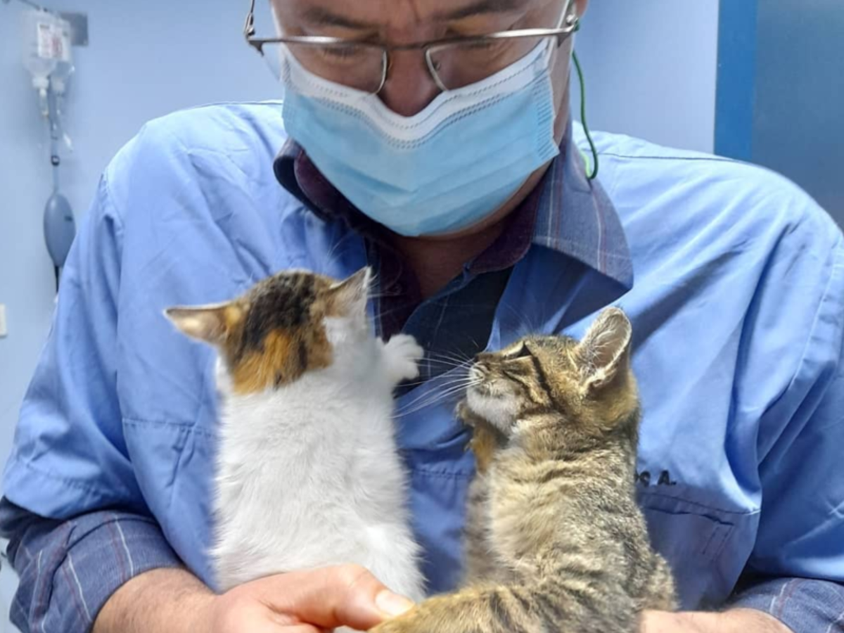 Veterinary Internship