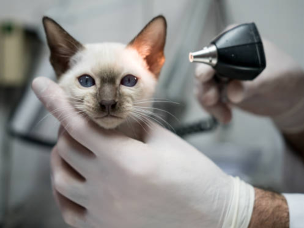 Veterinary Internship