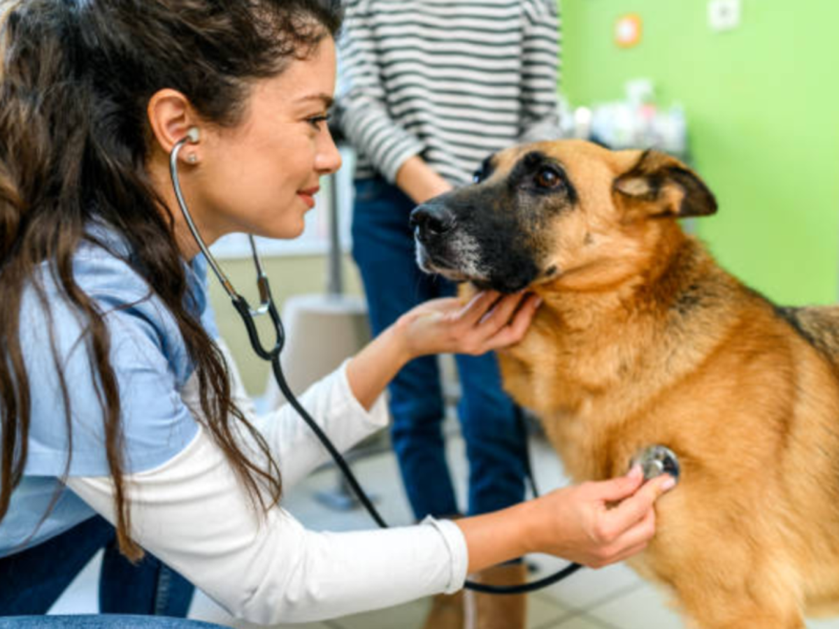 Veterinary Internship