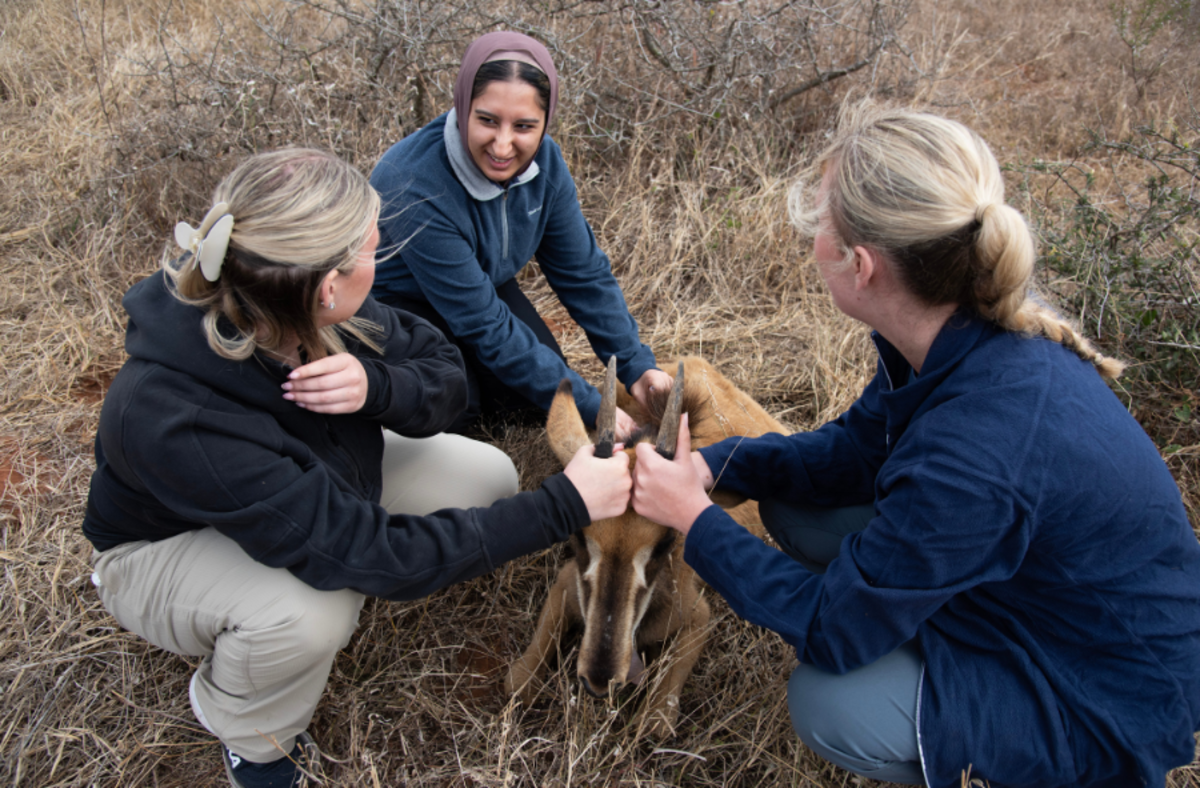 Veterinary volunteers stabilising sedated young sable