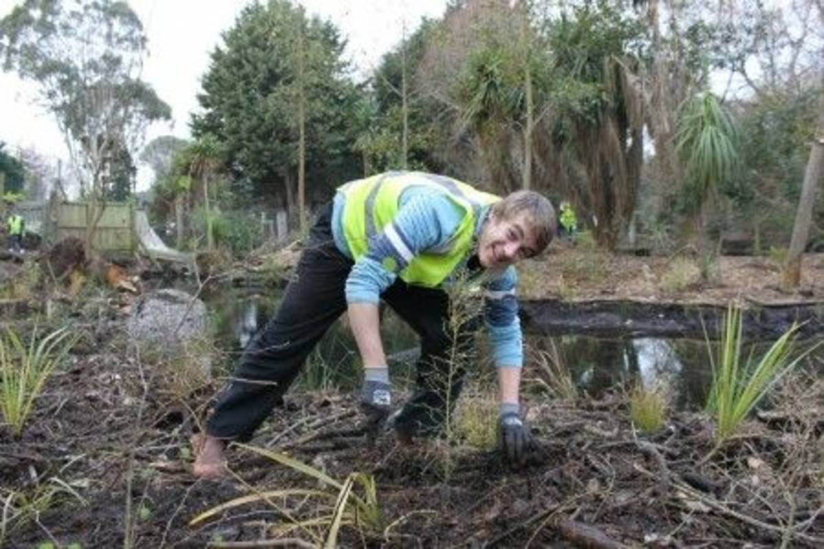 Volunteer Environmental Conservation in South Island in New Zealand