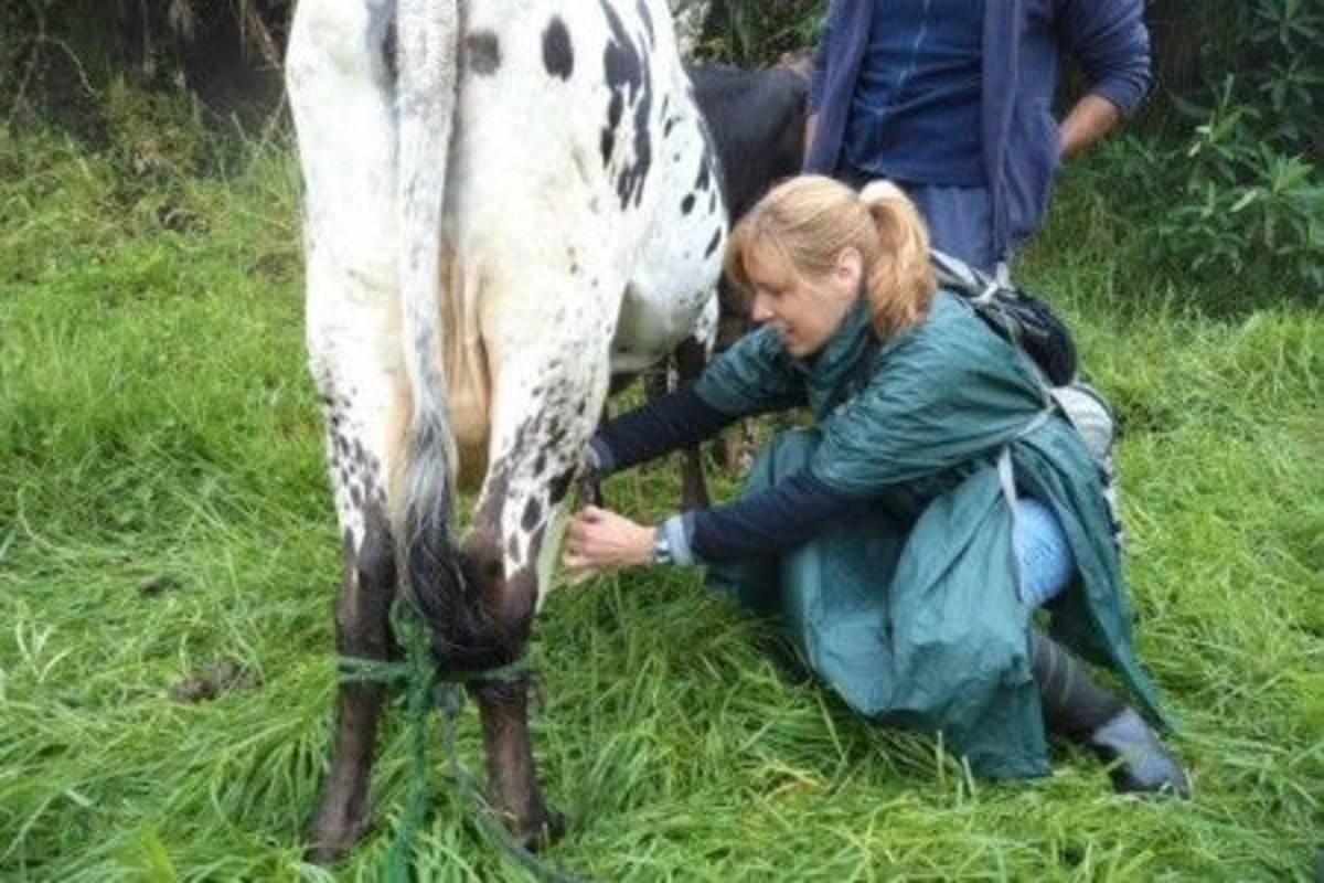 Milking a cow