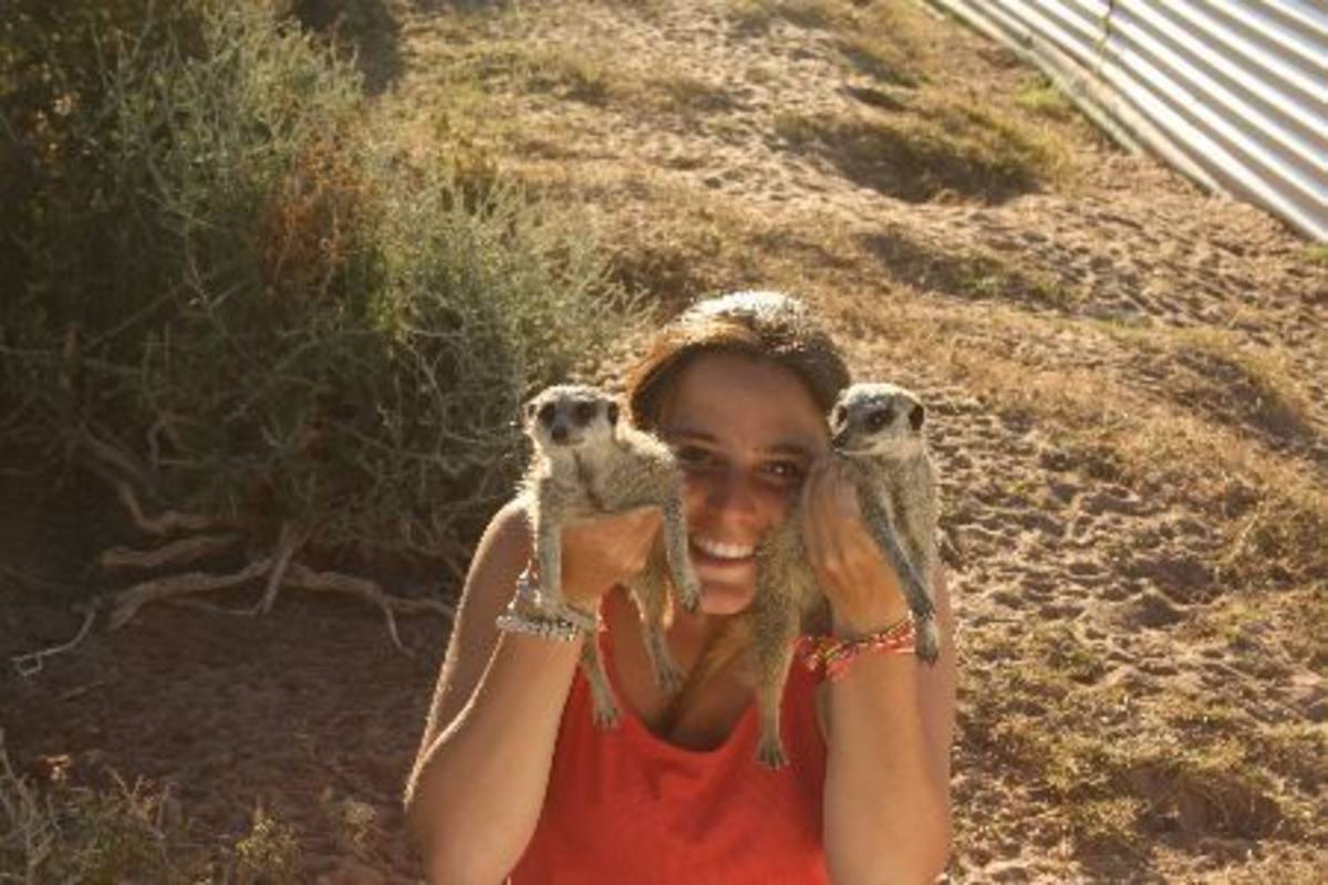 volunteer holding meerkats