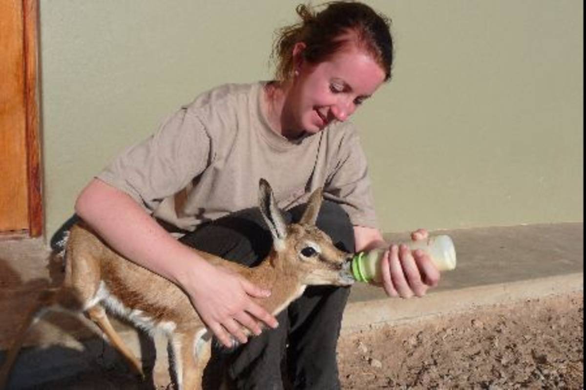 volunteer feeding an animal
