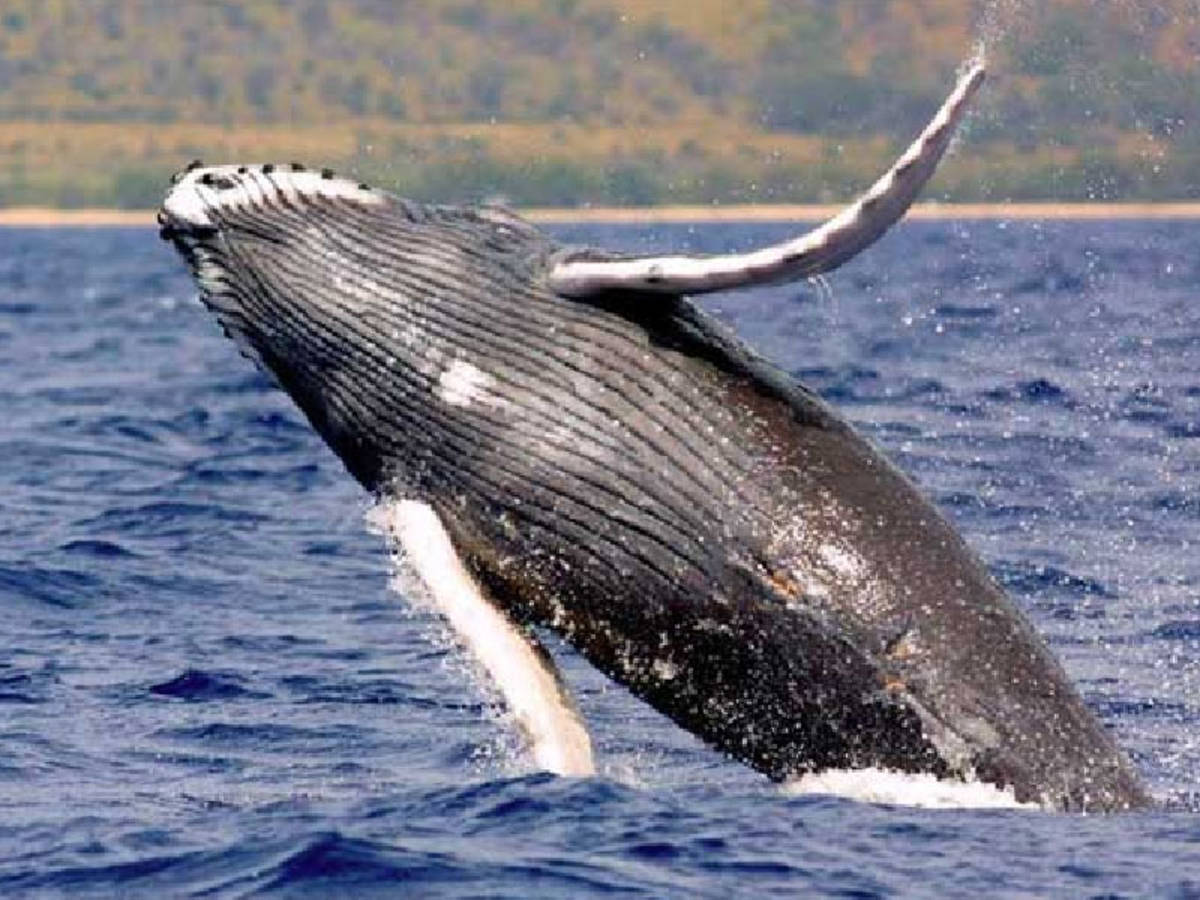 whale and puma conservation project in Argentine Patagonia.