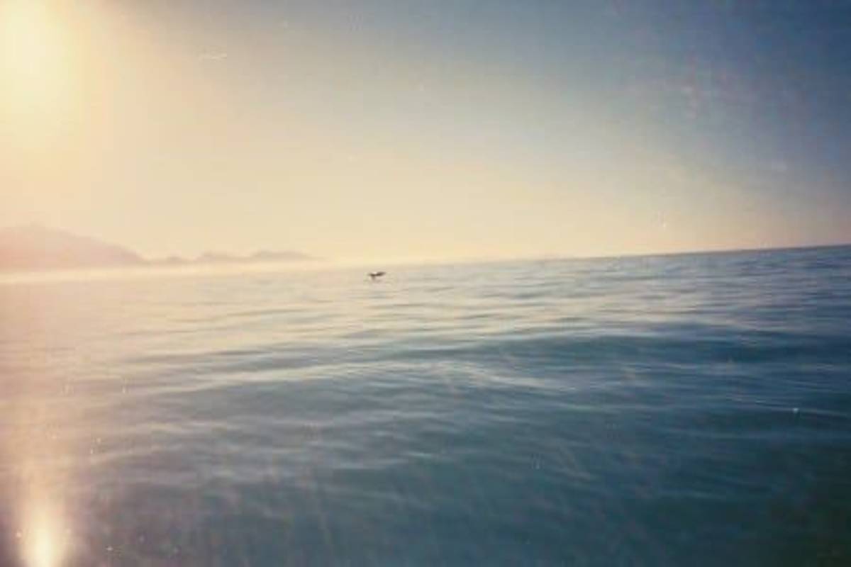 Whale watching Environmental Conservation in South Island in New Zealand