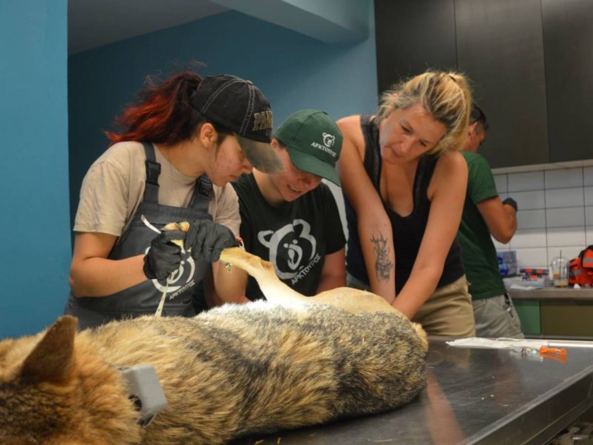 Wildlife Conservation Internship