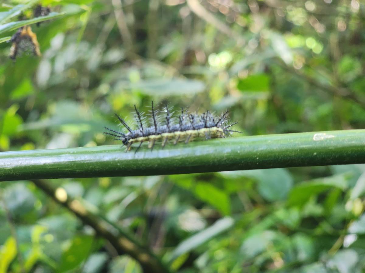 Wildlife Conservation Program in Ecuador