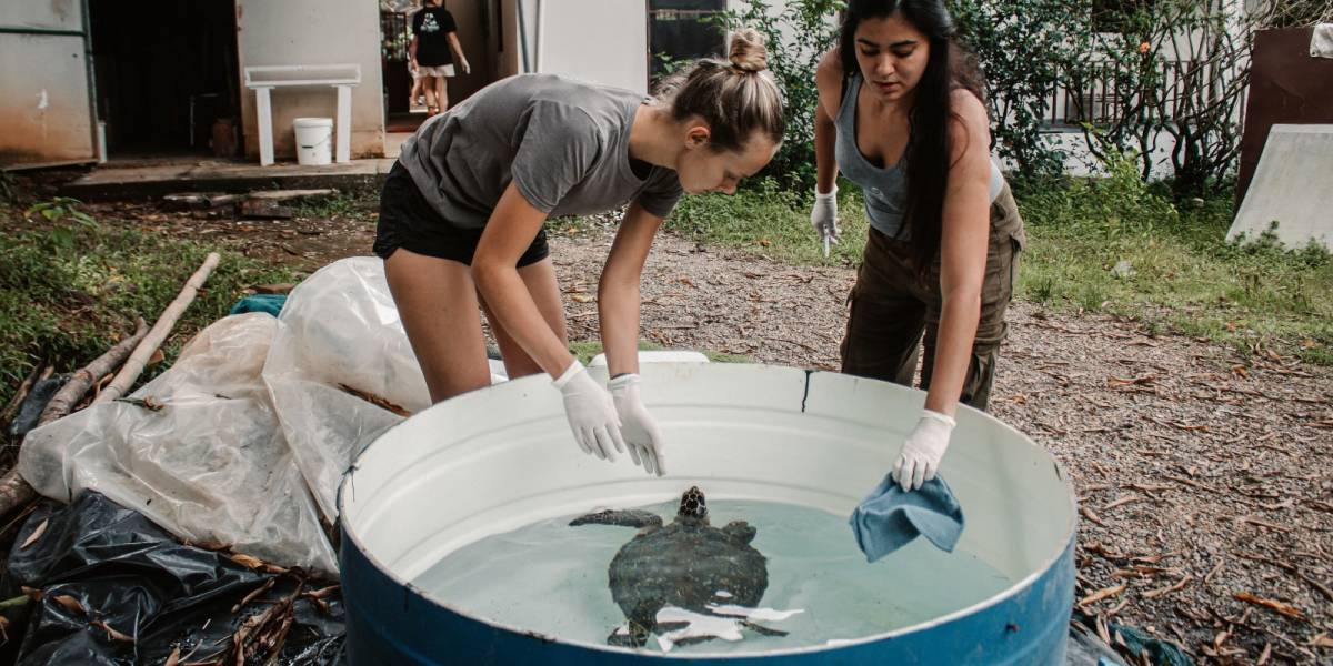 WILDLIFE HUSBANDRY INTERNSHIP IN COSTA RICA