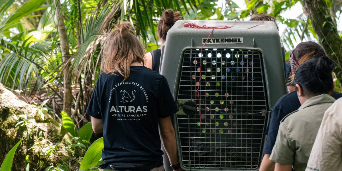 WILDLIFE HUSBANDRY INTERNSHIP IN COSTA RICA
