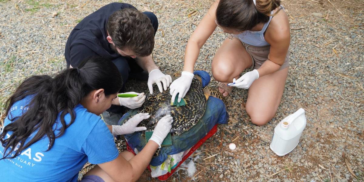 WILDLIFE HUSBANDRY INTERNSHIP IN COSTA RICA