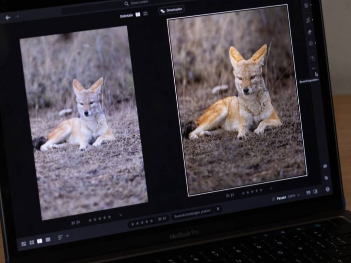 Wildlife Photography Volunteer