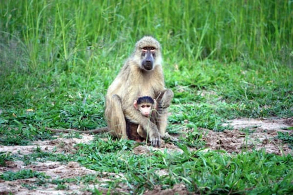 Wildlife Protection Program in South Africa