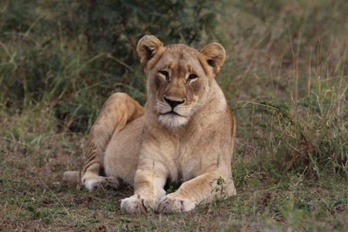 Wildlife Protection Program in South Africa