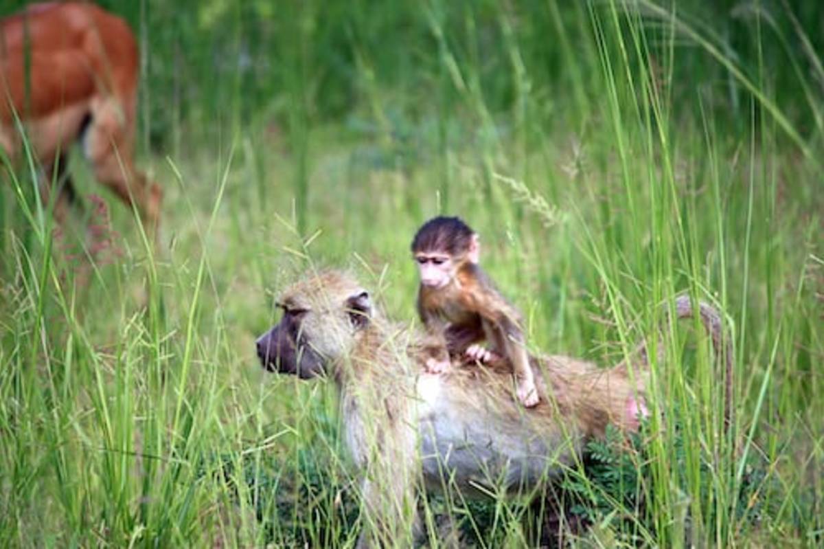 Wildlife Protection Program in South Africa