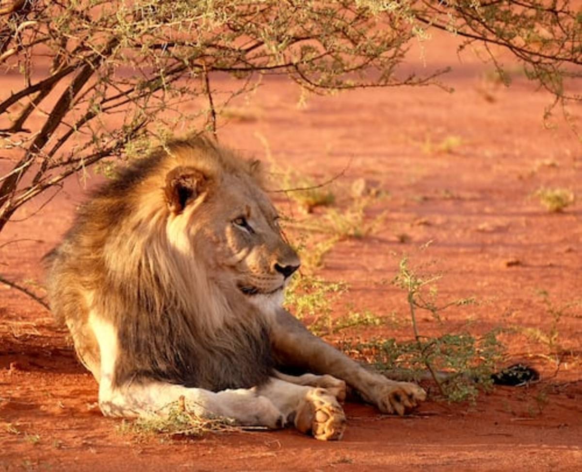 Wildlife Protection Program in South Africa