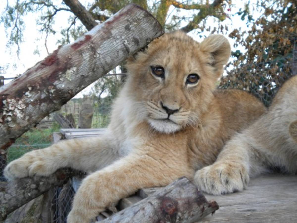 Wildlife Protection Program in South Africa