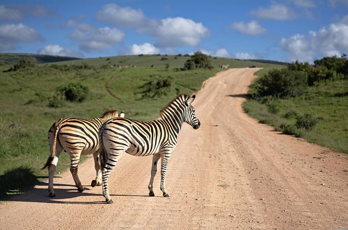 wildlife research internship